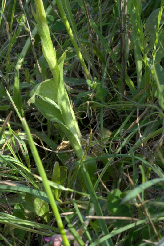 Anacamptis papilionacea